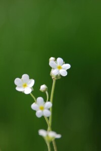 點地梅