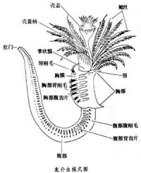 龍介蟲科