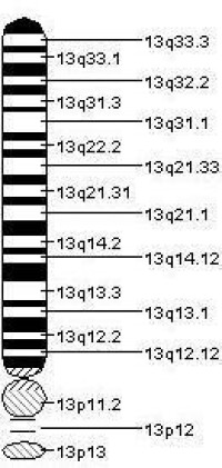 13號染色體物理圖譜