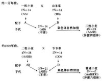 異源四倍體