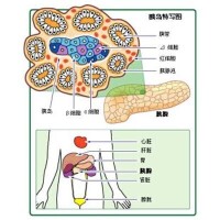 尿酮體