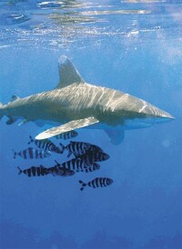 真鯊類鯊魚