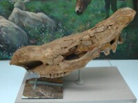 披毛犀骨頭