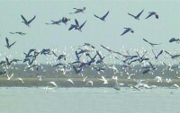 鄱陽湖候鳥