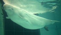 美國芝加哥謝德水族館白鯨順利產仔
