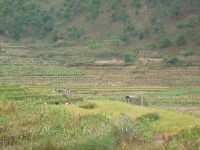 臨滄市臨翔區鳳翔街道辦事處石房村稻田