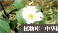 長瓣短柱茶