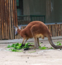 鄭州動物園