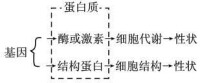 基因、蛋白質與性狀的控制