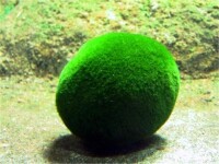 綠球藻