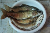 烹飪秦嶺細鱗鮭