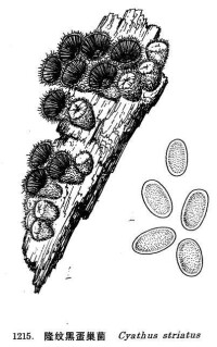 隆紋黑蛋巢菌
