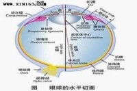 糖尿病性視網膜病