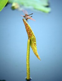 劉溝村萬畝荷塘