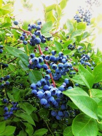 野生藍莓