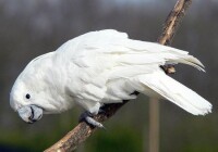 白鳳頭鸚鵡（圖6）