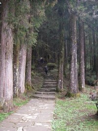 阿里山巨木群棧道一角