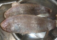 汪子島鰨麻魚