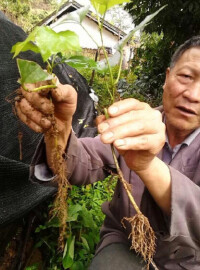 原植物-鐮葉西番蓮(圖2)