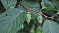 葛棗獼猴桃 Actinidia polygama