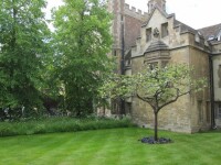 劍橋大學三一學院---牛頓萬有引力蘋果樹