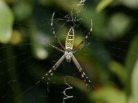 橫紋金蛛(Argiope bruennichi)