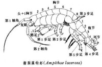 鉤蝦亞目