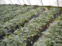 昌平草莓種植基地