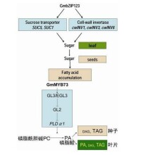 大豆抗逆·信號通路