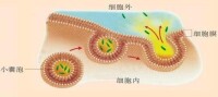 細胞的胞吐作用示意圖