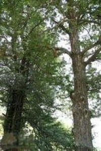 千年銀杏夫妻樹