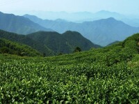 安頂雲霧茶