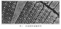 多孔材料