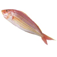 金絲魚