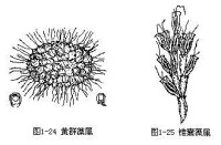 金藻門