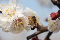 水杏開花時節