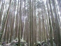 台灣的柳杉林