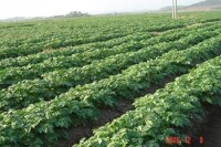 九萬畝馬鈴薯種植基地