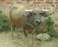 中國水牛