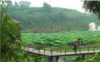 白果鎮[湖南省衡陽市衡山縣白果鎮]