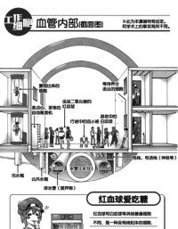 血管內部構成