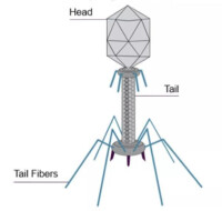 噬菌體構造