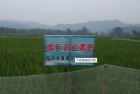 天崗鎮綠色水稻