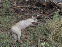 動物遺體