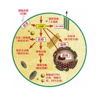 細胞信號轉導