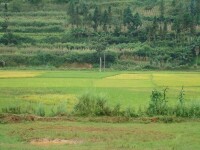 木瓜村[雲南省保山市昌寧縣更戛鄉木瓜村]