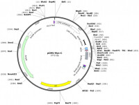Myc基因擴增形成均染區（黃色）的核型