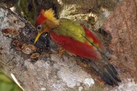 紅翅綠啄木鳥