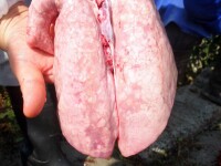 豬霉形體肺炎病變豬肺臟