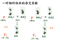 孟德爾三大定律